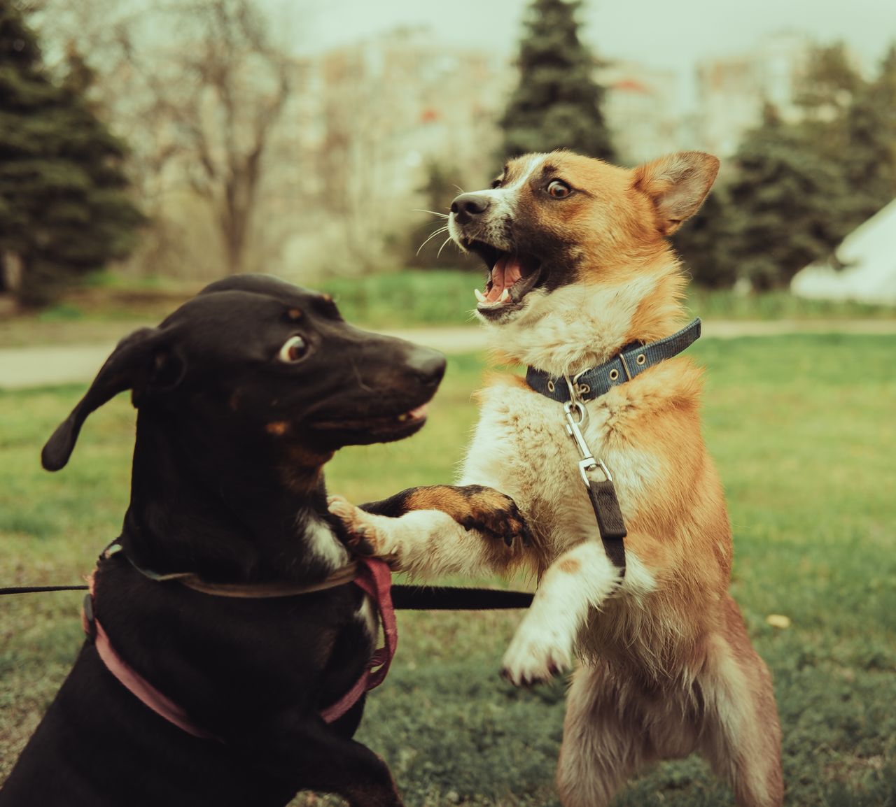 Crafting Captivating Headlines: Your awesome post title goes here Two dogs playfully interacting in a park, showcasing joy and energy.