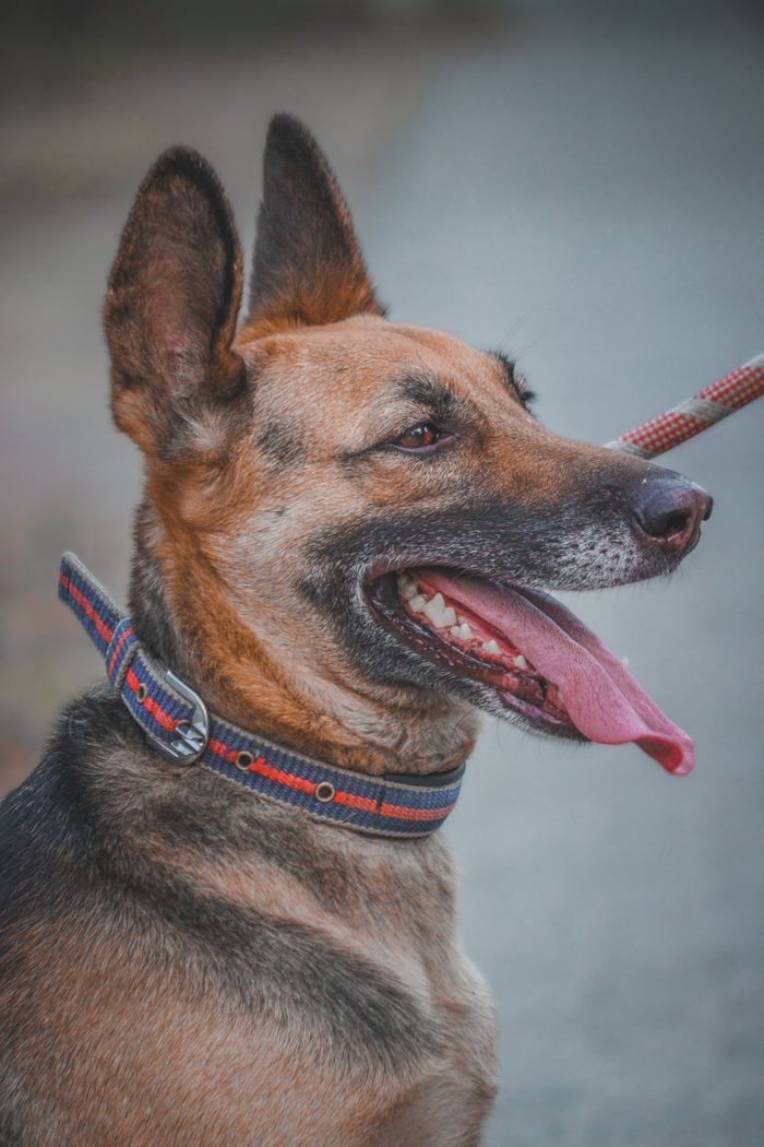 Close-up portrait of a German Shepherd dog on a leash, showcasing its distinctive features and playful nature.