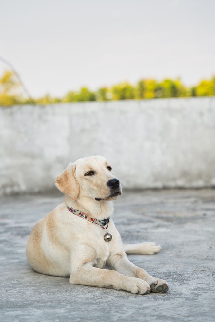 Labrador retriever lying on concrete surface, enjoying a calm outdoor day.