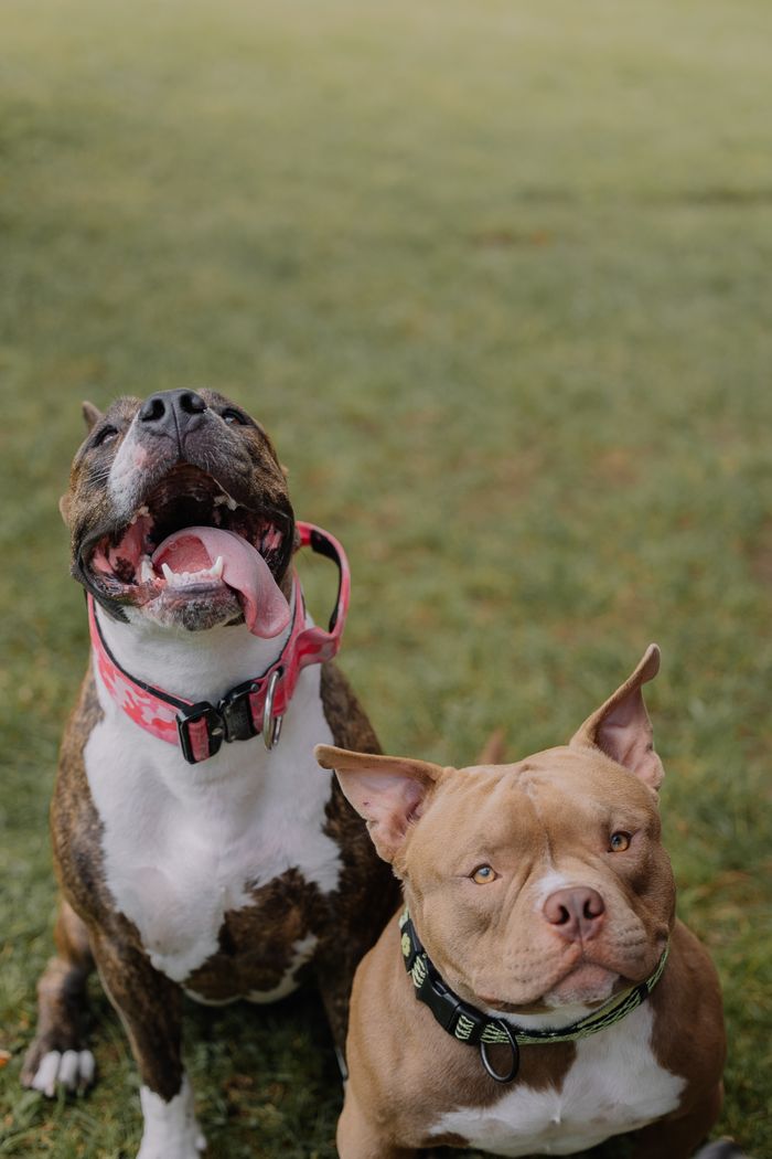 Two playful pitbull dogs enjoy a grassy field, showcasing their joyful demeanor.