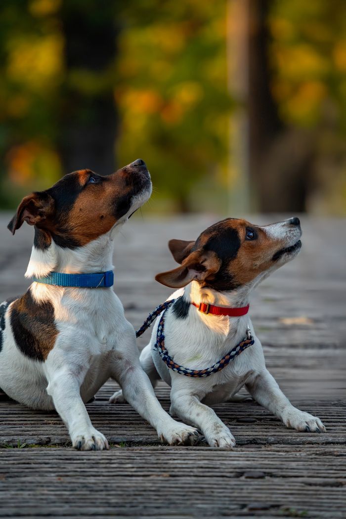 Two Jack Russell Terriers sitting outdoors on a wooden pathway, gazing attentively upwards.