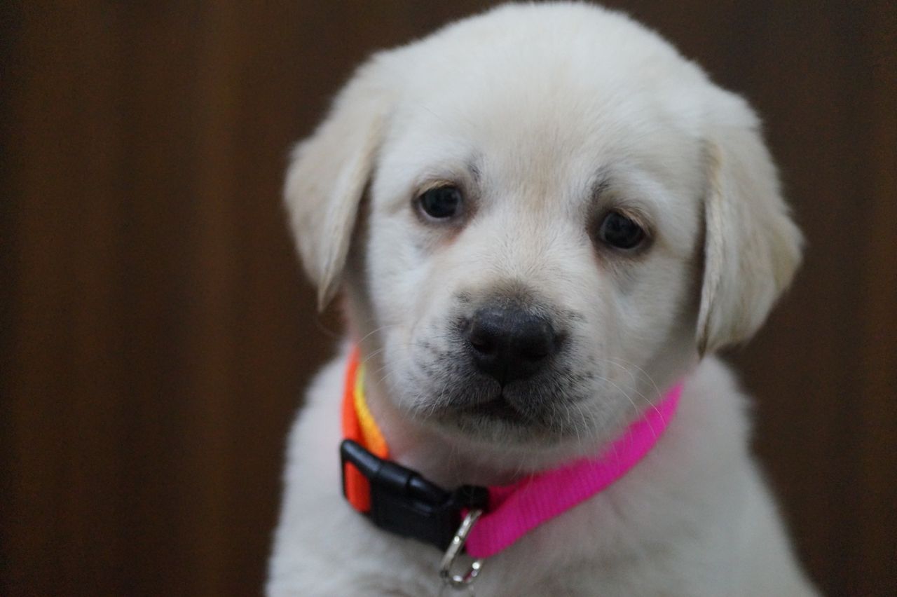 Cute Labrador puppy wearing a vibrant collar, perfect for pet lovers.