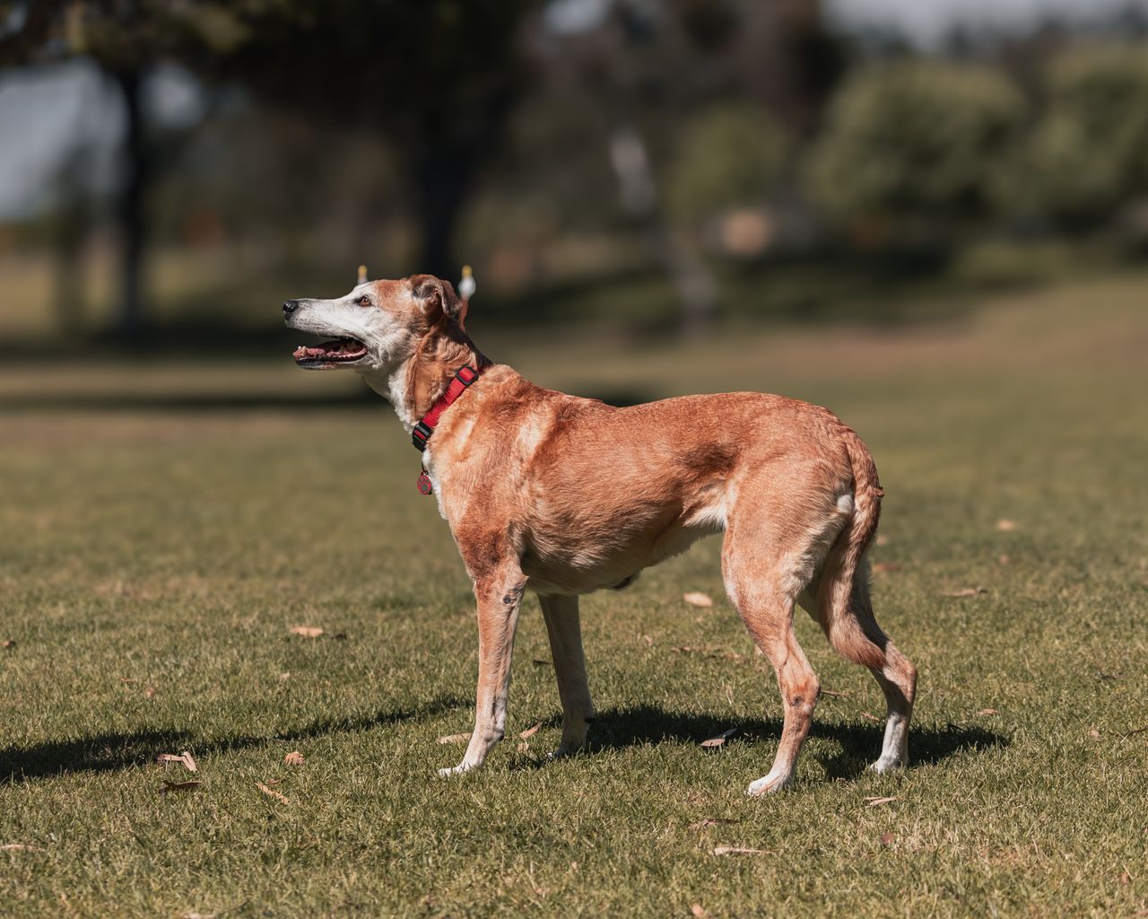 A graceful greyhound dog with red collar stands in a sunny park, exuding elegance.