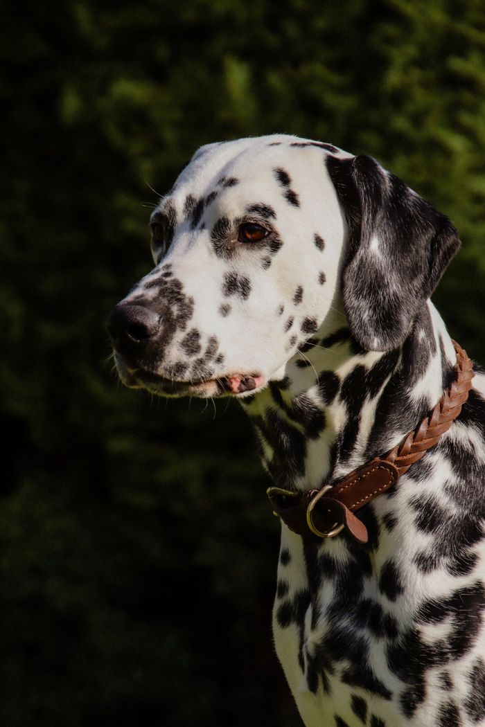 A portrait of a Dalmatian dog with a collar, set against a blurred natural background.
