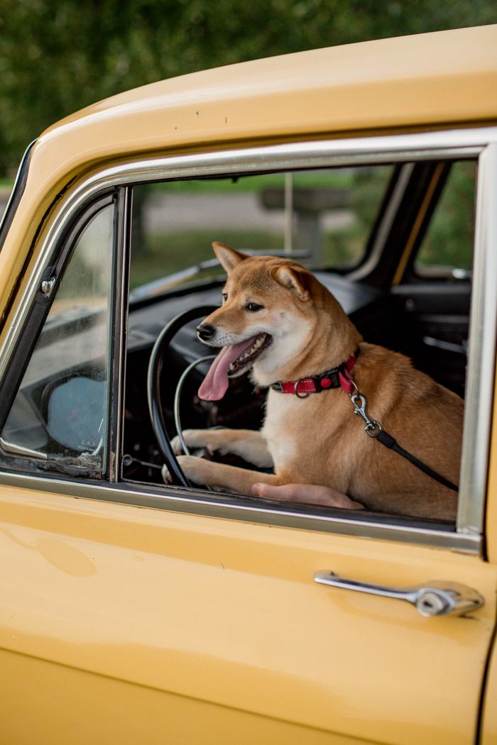 Cute Shiba Inu dog sitting happily in a vintage car's driver's seat with leash on.